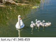 Лебедь и лебедята. Стоковое фото, фотограф Константин Чижов / Фотобанк Лори