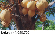 Yellow coconuts growing on a palm tree. Стоковое видео, видеограф Евдокимов Максим / Фотобанк Лори