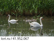 A pair of swans with two baby swans in a small pond on a summer day, Curonian Lagoon, Kaliningrad region, Russia. Стоковое фото, фотограф Ula Ulachka / Фотобанк Лори