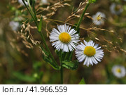 Астра ромашковидная (Aster amelloides ) на фоне зеленой травы. Стоковое фото, фотограф lana1501 / Фотобанк Лори