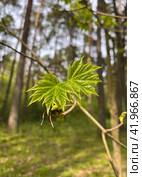 Кленовые листья.Май. (2023 год). Стоковое фото, фотограф Александра Новгородова / Фотобанк Лори