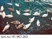 Крым, Евпатория, курорт, море, лебеди, утки (2024 год). Стоковое фото, фотограф Андрей Макаренко / Фотобанк Лори