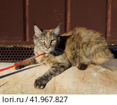 Mainecoon cat, Giant maine coon cat. Breeding of purebred cats at home. Стоковое фото, фотограф Леонид Еремейчук / Фотобанк Лори