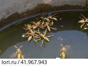 Wasps Polistes drink water. Wasps drink water from the pan, swim on the surface of the water, do not sink. Стоковое фото, фотограф Леонид Еремейчук / Фотобанк Лори