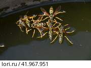 Wasps Polistes drink water. Wasps drink water from the pan, swim on the surface of the water, do not sink. Стоковое фото, фотограф Леонид Еремейчук / Фотобанк Лори