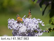 Butterfly Vanessa cardui on lilac flowers. Pollination blooming lilacs. Стоковое фото, фотограф Леонид Еремейчук / Фотобанк Лори