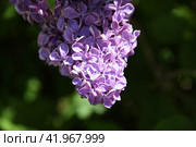 Flowers blooming lilac. Beautiful purple lilac flowers outdoors. Стоковое фото, фотограф Леонид Еремейчук / Фотобанк Лори
