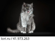 gray and white shaggy cat on a black background. Стоковое фото, фотограф Артем Курутин / Фотобанк Лори