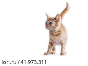 bright red kitten standing and looking right on a white background. Стоковое фото, фотограф Артем Курутин / Фотобанк Лори