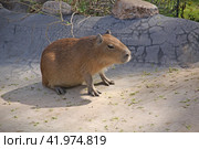 Капибара (Hydrochoerus hydrochaeris) в московском Зоопарке. Стоковое фото, фотограф Ерохин Дмитрий Викторович / Фотобанк Лори