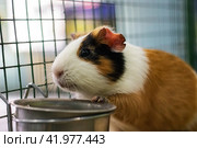 Red Guinea pig in a cage close up. Стоковое фото, фотограф Аксенова Вера / Фотобанк Лори