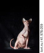 portrait of pink hairless sphinx purebred cat lying on a dark background. Стоковое фото, фотограф Артем Курутин / Фотобанк Лори