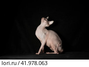 pink hairless sphinx purebred cat lying on black velvet on a dark background. Стоковое фото, фотограф Артем Курутин / Фотобанк Лори