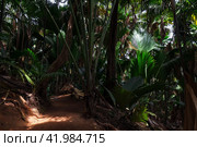A lane goes through the dark palm forest, Seychelles (2023 год). Стоковое фото, фотограф EugeneSergeev / Фотобанк Лори