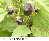 Зреют баклажаны. Баклажан, или Паслён тёмноплодный (лат. Solanum melongena) — вид многолетних травянистых растений рода Паслён (Solanum). Возделывается как однолетнее растение. Стоковое фото, фотограф Сергей Елизарьев / Фотобанк Лори