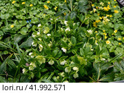 Helleborus foetidus grows and blooms in the garden in spring. Стоковое фото, фотограф Ольга Сейфутдинова / Фотобанк Лори