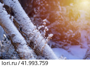 Дерево. Кустики. Травинки. Иней в лучах теплого солнышка. Стоковое фото, фотограф Евгения Золкина / Фотобанк Лори