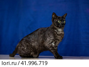 Kitten Egyptian mau portrait closeup at home. Стоковое фото, фотограф Аксенова Вера / Фотобанк Лори