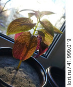 Ornate houseplants: a nice slender seedling with colored foliage in front of a sunny window. Funny yellow-green with red shoot with translucent leaves in a flower pot, close-up. Стоковое фото, фотограф Анатолий Власов / Фотобанк Лори