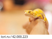 The spotted leopard gecko, or Spotted leopard gecko (lat. Eublepharis macularius) is a medium-sized lizard from the genus of leopard geckos. Стоковое фото, фотограф Evgenii Predibailo / Фотобанк Лори
