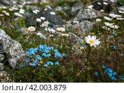 Незабудки и ромашки в горах. Стоковое фото, фотограф Катя Полякова / Фотобанк Лори