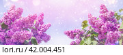Blooming violet lilac flowers in a garden.  Background with blooming lilacs. Стоковое фото, фотограф Икан Леонид / Фотобанк Лори