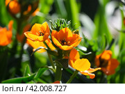 Star-of-Bethlehem or Ornithogalum (lat. - Ornithogalum dubium) Стоковое фото, фотограф Irina Opachevsky / Фотобанк Лори