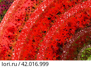 Bright abstract rounded ornament. Watercolor splashes and stripes on red arcs joining each other. Abstract joyful background. Стоковая иллюстрация, иллюстратор Бузмакова Светлана / Фотобанк Лори