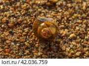 Пустая сломанная раковина пресноводной улитки / empty broken freshwater snail shell. Стоковое фото, фотограф Александр Паньков / Фотобанк Лори