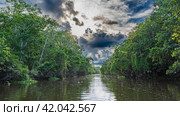 A calm river flows through a tropical rain forest. Impenetrable thickets of trees on the banks. Glare, reflection on the water. Clouds in the blue sky. Malaysia. Borneo. Kinabatangan River. Стоковое фото, фотограф Вера Ивановна Кубарева / Фотобанк Лори