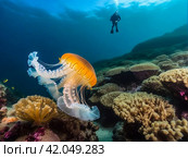 Jellyfish (Cubozoa) swimming in tropical underwaters bottom view. Medusa in underwater wild animal world. Observation of wildlife ocean. Scuba diving in Ecuador coast. Copy text space. Стоковое AI-изображение, AI-художник Aleksandr Golubev / Фотобанк Лори