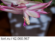 Schlumbergera bloomed to the cold in late autumn. Schlumbergera (lat. Schlumbergera) is a genus of epiphytic cacti distributed in tropical forests. Стоковое фото, фотограф Андрей Жигальцов / Фотобанк Лори