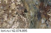 Small crab navigates rocky terrain, a display of nature's subtlety. Each movement of the small crab is a dance of survival. Small crab on the rock, a tiny yet fascinating spectacle. Стоковое видео, видеограф ILIA GOROKHOV / Фотобанк Лори