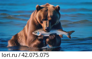 The bear, standing in the river, catches fish with graceful dexterity, showing survival skills and harmony with wildlife. Стоковое AI-видео, аниматор Юрий Поздников / Фотобанк Лори