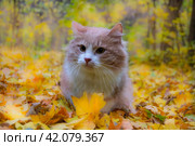 Осенний кот. Стоковое фото, фотограф Тимченко Дарья / Фотобанк Лори