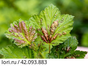 Red currant leaves attacked by the fungus Anthracnose. Gallic aphids on the leaves. Стоковое фото, фотограф Ольга Сейфутдинова / Фотобанк Лори