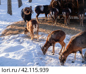 Муфлоны в морозный зимний день около кормушки. Стоковое фото, фотограф Pukhov K / Фотобанк Лори