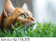 Striped cat eats green grass on white background, green succulent grass for cats, sprouted oats are good for cats. Стоковое AI-изображение, AI-художник Ирина Михайличенко / Фотобанк Лори