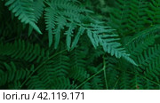 Dark Green Ferns Wallpaper. Wild forest Tropical Leaves Full Frame. Plant Texture. Perfect Natural Young Fern Pattern Background. Moody Feel. Top view. Copy space. Mock Up for Bio, Eco Products Ad. Стоковое видео, видеограф Марина Демидюк / Фотобанк Лори