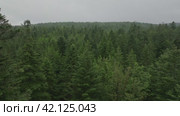 Aerial footage of coniferous trees on cloudy day. Стоковое видео, видеограф Данил Руденко / Фотобанк Лори