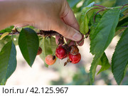 A gardener examines cherry berries on a branch affected by gray rot disease. Moniliosis of fruits, prevention and treatment. Стоковое фото, фотограф Коханова Наталья / Фотобанк Лори