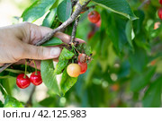 A gardener examines cherry berries on a branch affected by gray rot disease. Moniliosis of fruits, prevention and treatment. Стоковое фото, фотограф Коханова Наталья / Фотобанк Лори