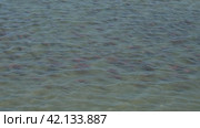 Spawning sockeye salmon. Стоковое видео, видеограф Михаил Коханчиков / Фотобанк Лори