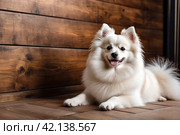 Fluffy puppy of Small German Pomeranian on dog playground, lying down on wooden floor. White funny doggy German Spitz dog playing on walk in nature, outdoors. Pet love concept. Copy ad text space. Стоковое AI-изображение, AI-художник Aleksandr Golubev / Фотобанк Лори
