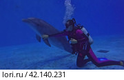 Diving with dolphins in the pool, girl diver communicates with dolphins underwater, strokes them. Стоковое видео, видеограф German Zvyagin / Фотобанк Лори