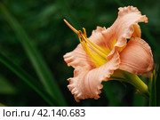 Beautiful soft pink daylily flower of the Gelato variety and Elegant Candy close-up. Blooming spring flowers in the garden. Varieties of daylilies. Стоковое фото, фотограф Оксана Медведева / Фотобанк Лори