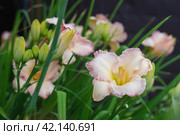Beautiful soft pink daylily flower of the Gelato variety and Elegant Candy close-up. Blooming spring flowers in the garden. Varieties of daylilies. Стоковое фото, фотограф Оксана Медведева / Фотобанк Лори