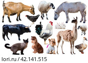 domestic animals collection. Стоковое фото, фотограф Яков Филимонов / Фотобанк Лори