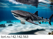 Whale shark (Rhincodon typus) mammal swimming in tropical underwaters rear view. Shark in underwater wild animal world. Observation of wildlife ocean. Scuba diving adventure in Ecuador coast. Стоковое AI-изображение, AI-художник Aleksandr Golubev / Фотобанк Лори