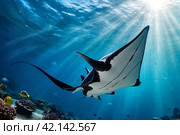 Manta Mobula (Mobulidae) cartilaginous fish swimming in tropical underwaters. Manta in underwater wild animal world. Observation of wildlife ocean. Scuba diving adventure in Ecuador coast. Стоковое AI-изображение, AI-художник Aleksandr Golubev / Фотобанк Лори